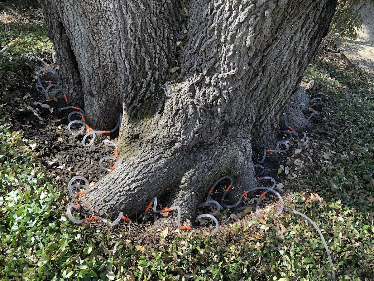 Detailed Tree Cabling and Bracing job site in Ness City