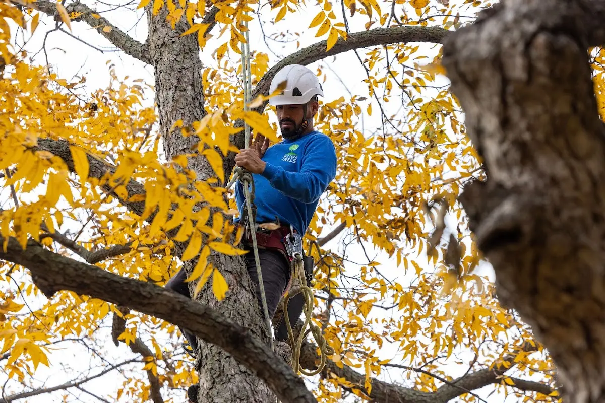 Skilled Tree Trimming crew working in Ness City